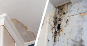 Mold After Water Damage