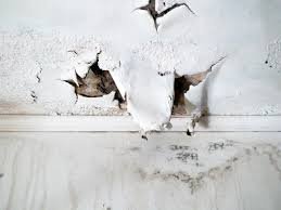 Water Damage Leads to Mold Growth